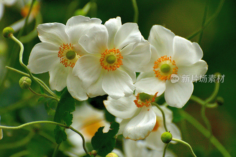 银莲花/日本银莲花花